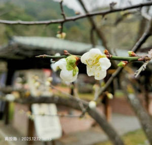 信義鄉農會梅子夢工廠園區的梅花已經開始綻放。（圖/信義鄉農會梅子夢工廠）