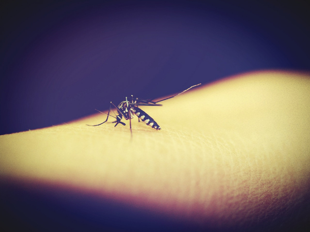 蚊子叮咬人體示意圖（圖／資料照片，圖源：Pixabay）