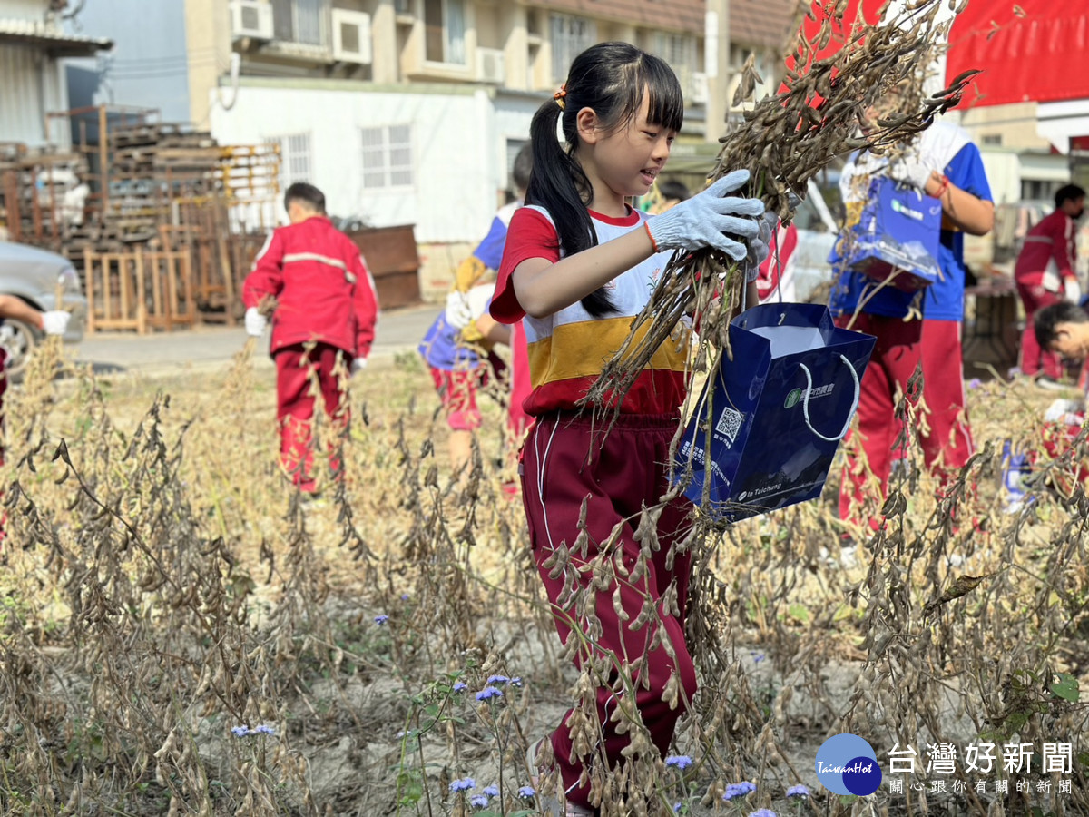 南陽國小學童體驗採收國產大豆。