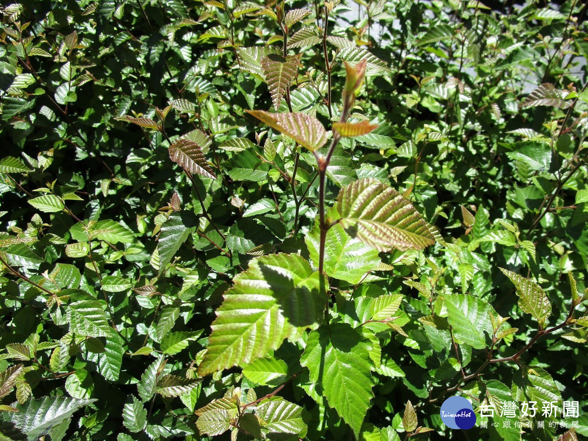 林業署培育在地特色原生植物「阿里山千金榆」　兼顧森林生態、景觀、經濟價值
