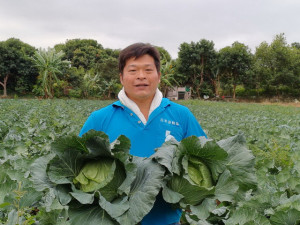 大里青農種的高麗菜。林重鎣