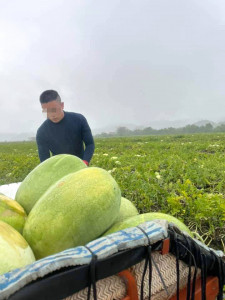 小龍在西瓜田打工，經常得要一大出門工作。(台灣世界展望會提供）