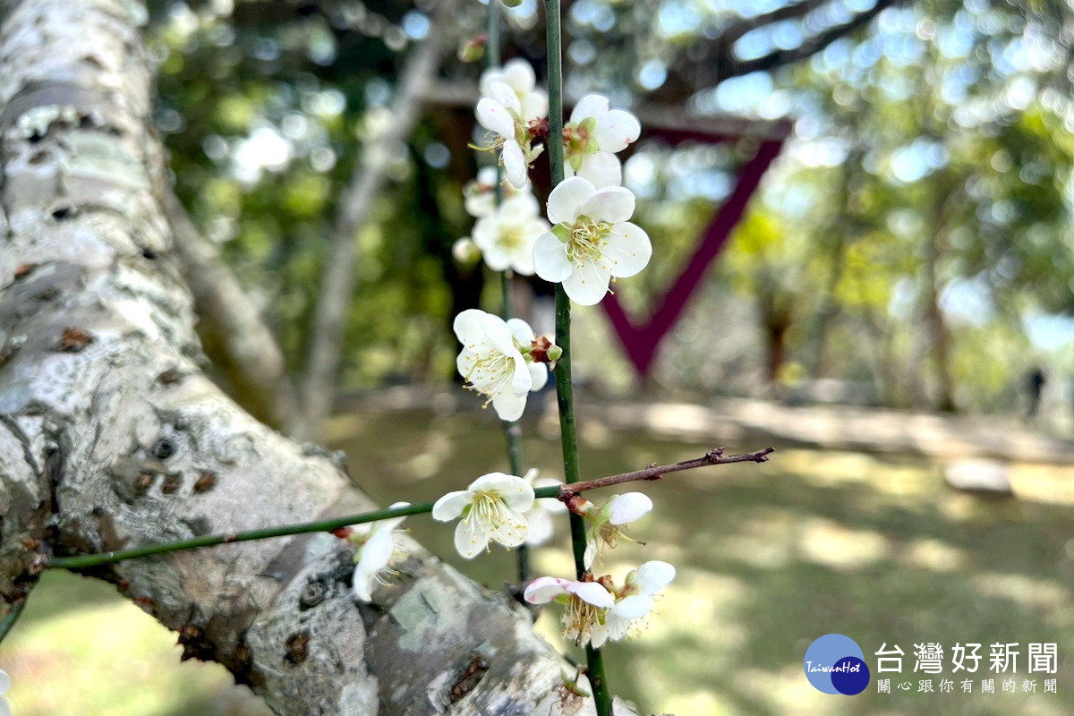 白色浪漫來襲，桃園市復興區角板山行館梅園已有3成綻放。