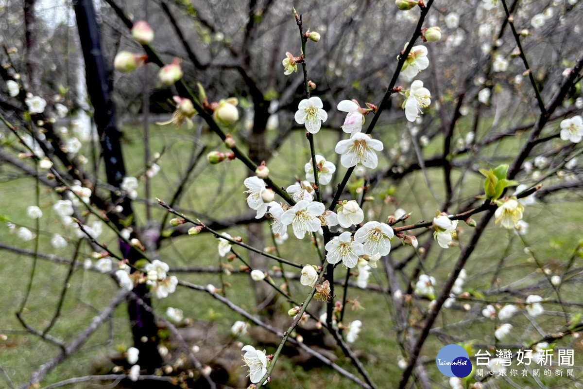 白色浪漫來襲　桃園復興角板山行館踏雪尋梅即將登場 台灣好新聞 第3張