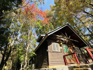 東勢林場園區內的楓樹已經開始轉換顏色。（圖/地方中心）