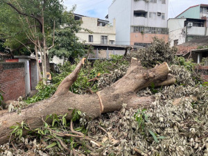 被砍的樹。林重鎣翻