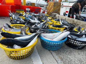 新竹永連勝號漁船在新竹海域捕獲3500已野生烏魚