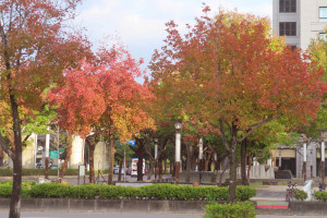 大直美麗華附近楓香依次轉紅（圖／台北市公園處提供）