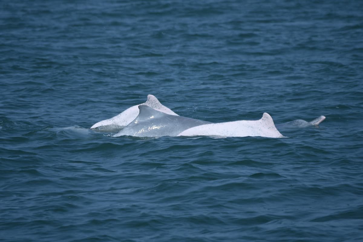 112年4月14日彰濱工業區外海白海豚2成體與2幼體共遊。（圖／海保署）