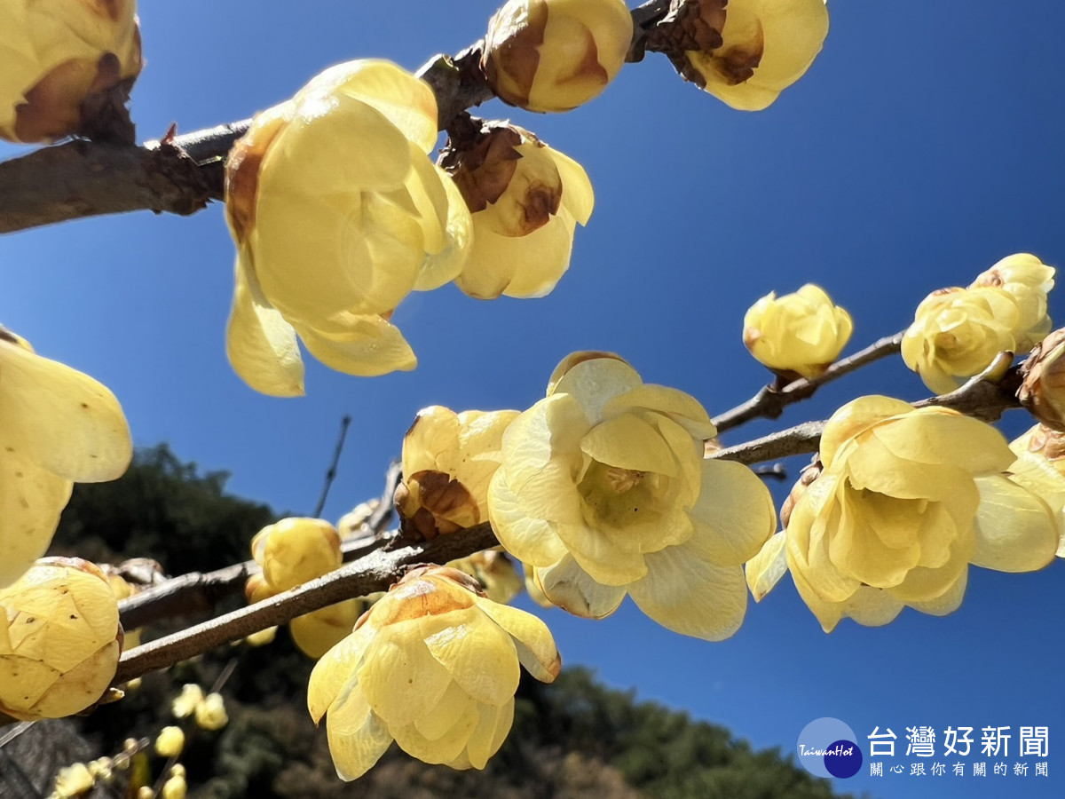 武陵農場的臘梅以淡雅的花朵和香氣而聞名