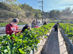 幸福花之島冷凍草莓工坊。