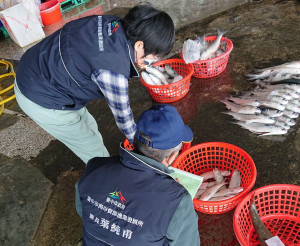 農業局海資所執行源頭港口漁獲抽驗