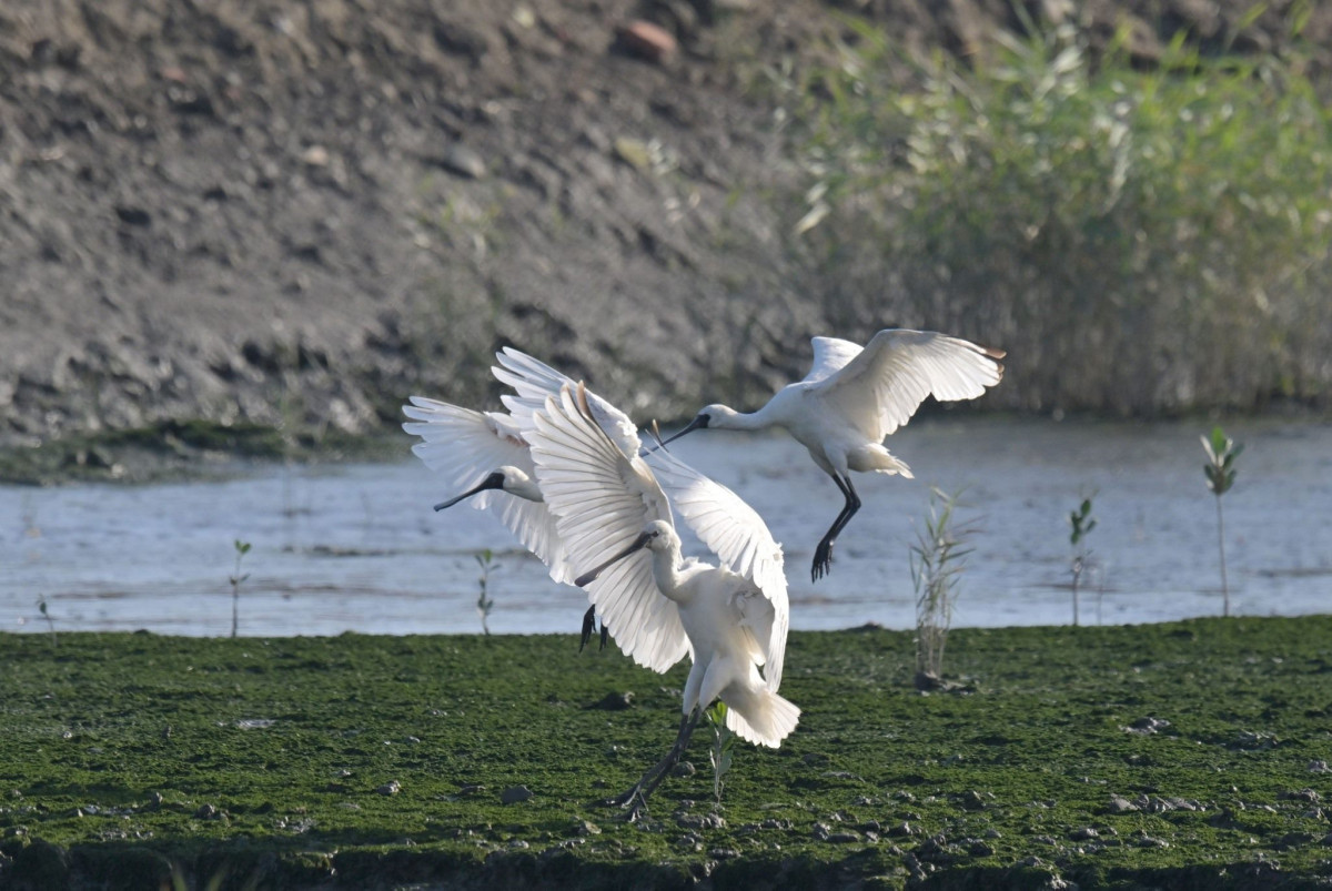 冬候鳥季精彩展開　社子島濕地成絕佳觀賞地點