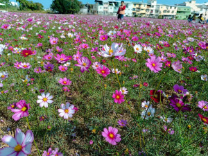 波斯菊怒放的花海。圖／記者鄧富珍攝