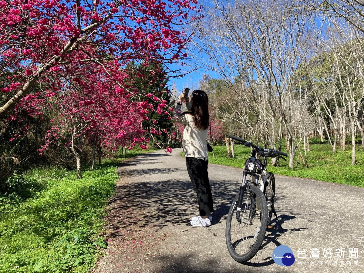 日月潭櫻花季，陪大家一起過新年。櫻花騎跡活動統一採用網路報名，趕快上網報名給自己和親朋好友安排一次不一樣的櫻花之旅。