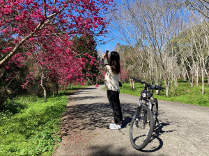 日月潭櫻花季，陪大家一起過新年。櫻花騎跡活動統一採用網路報名，趕快上網報名給自己和親朋好友安排一次不一樣的櫻花之旅。