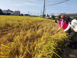 稻作災害勘查。林重鎣