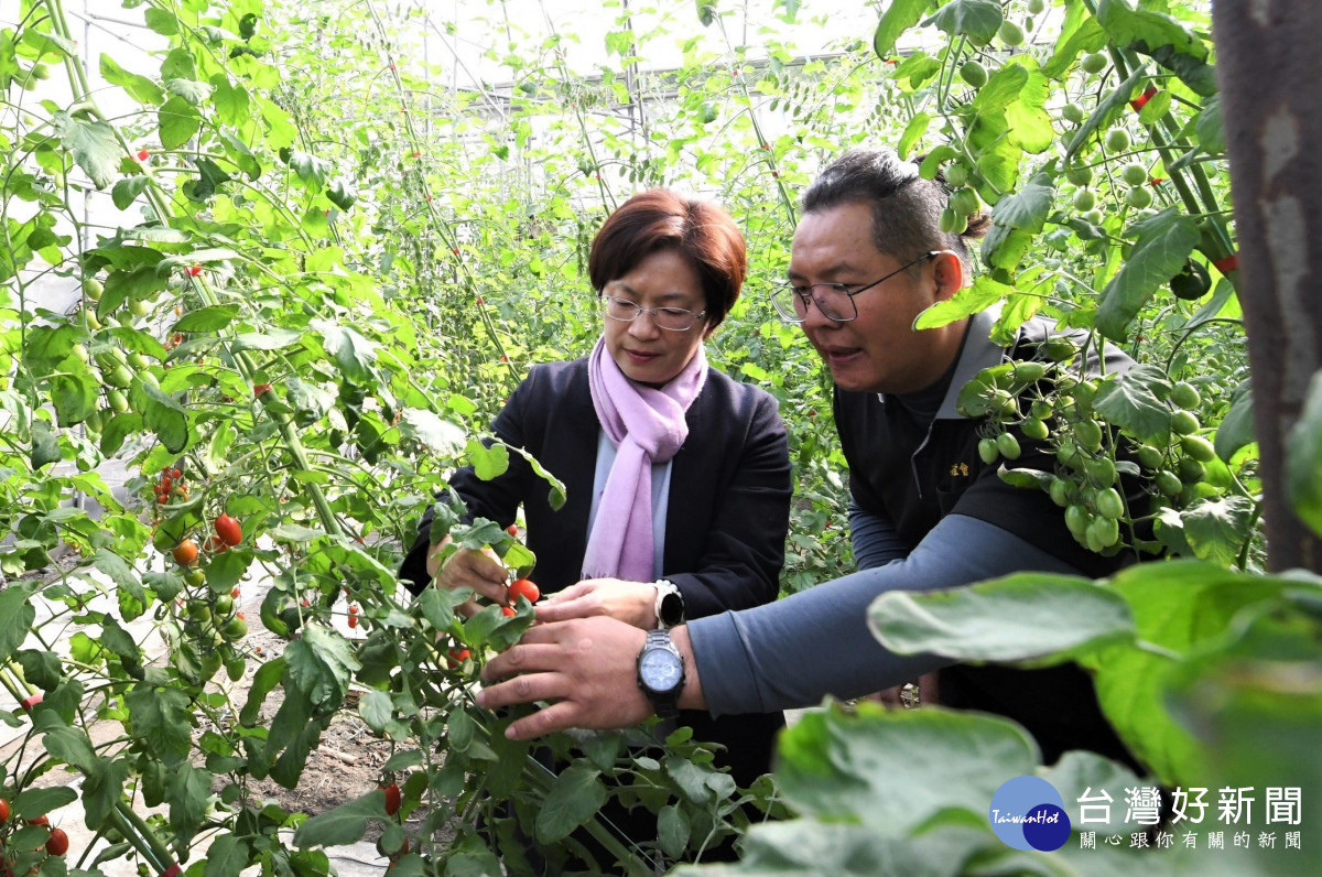 王惠美力挺農友，全國冠軍小果番茄在彰化開園。圖／記者鄧富珍攝　