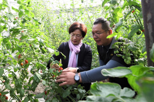 王惠美力挺農友，全國冠軍小果番茄在彰化開園。圖／記者鄧富珍攝　