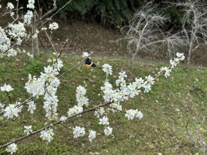 東勢林場的李子花已經逐漸開花預計到農曆春節為盛開期。（圖/地方中心）