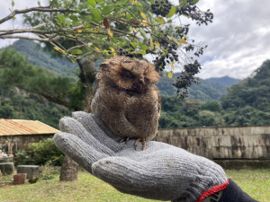 黃嘴角鴞(林業保育署新竹分署提供)