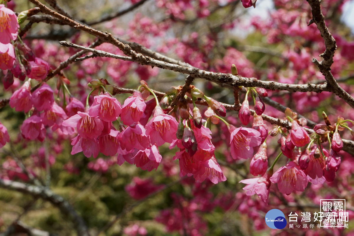 山櫻花陸續盛開，為櫻花嘉年華溫馨暖場。（森之形自然教育團隊提供）
