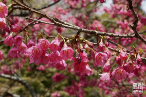 山櫻花陸續盛開，為櫻花嘉年華溫馨暖場。（森之形自然教育團隊提供）