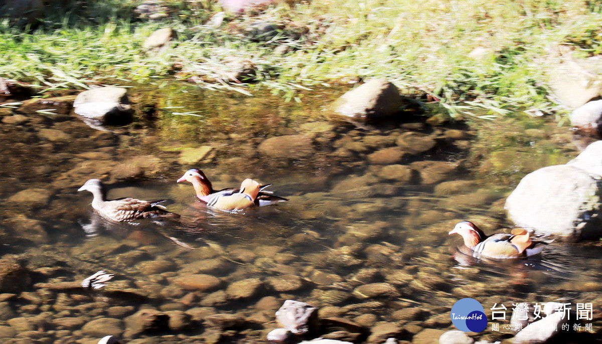 杉林溪生態豐沛　鴛鴦育雛成功小群出現嬉戲覓食