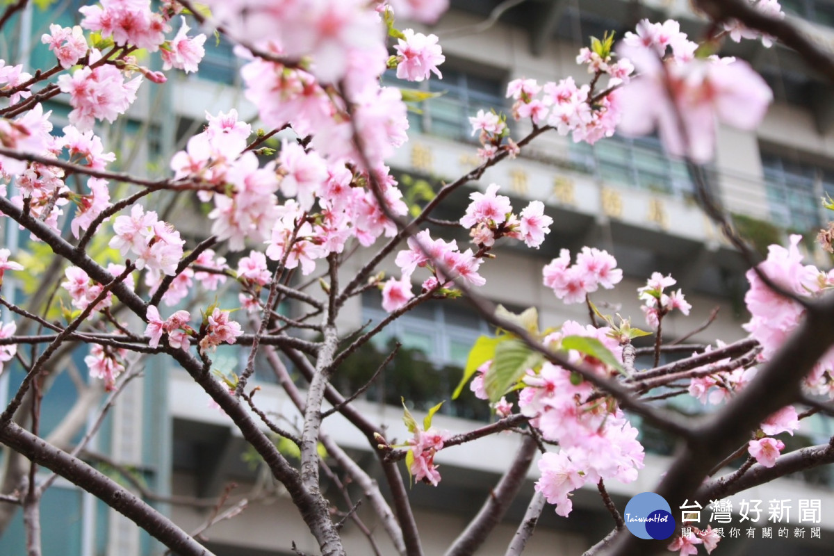 竹市稅務局景觀庭園櫻花綻放