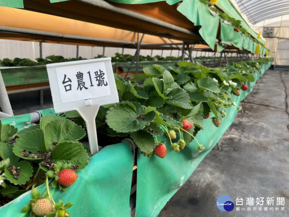 草莓溫室農試所採用數據驅動決策　生產安全果實