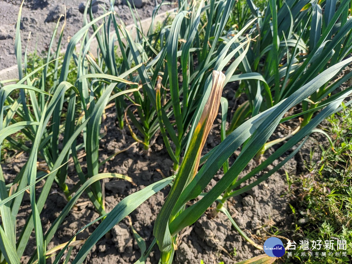 天氣濕冷蔥蒜作物易感染黑腐病　中區農改場籲請農友加強預防措施