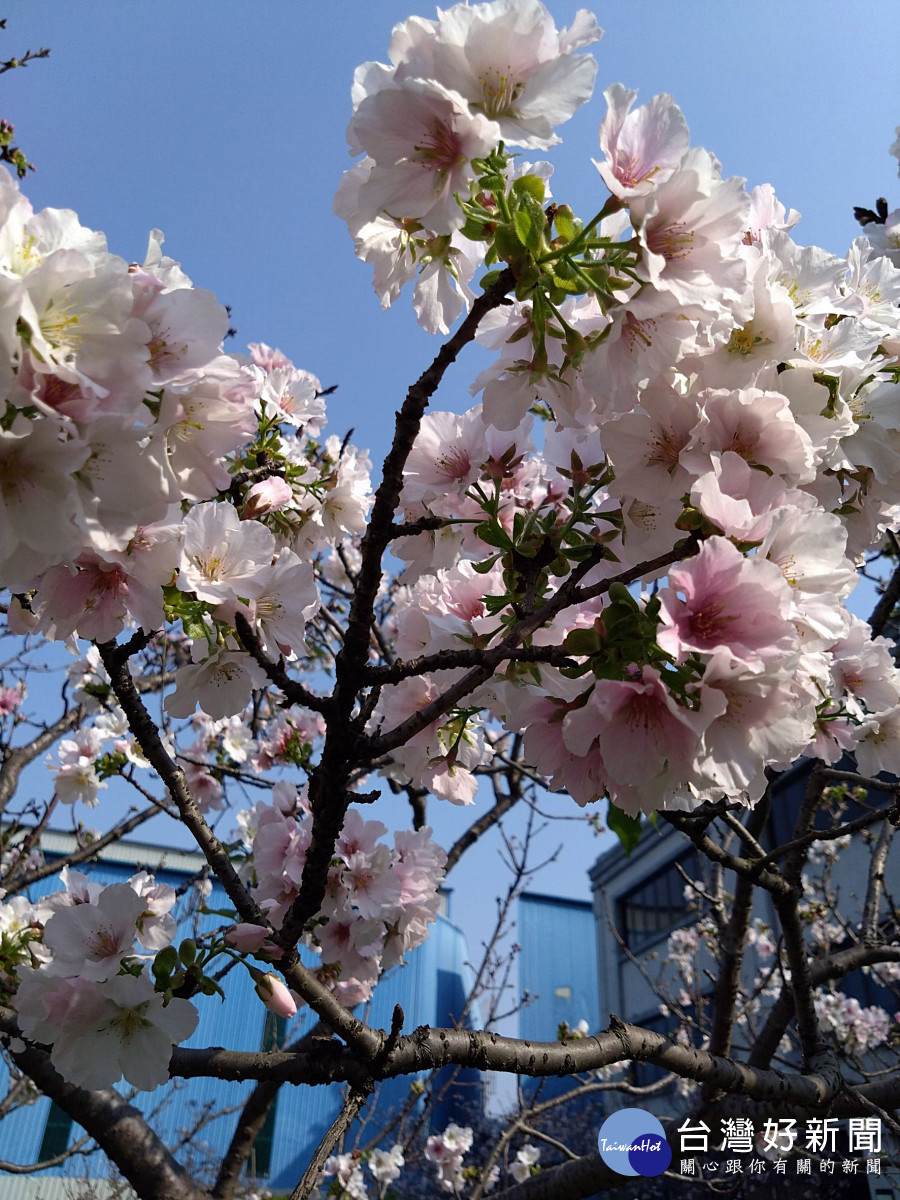 八德瑞源街的吉野櫻將開      桃園市多一處賞花秘境