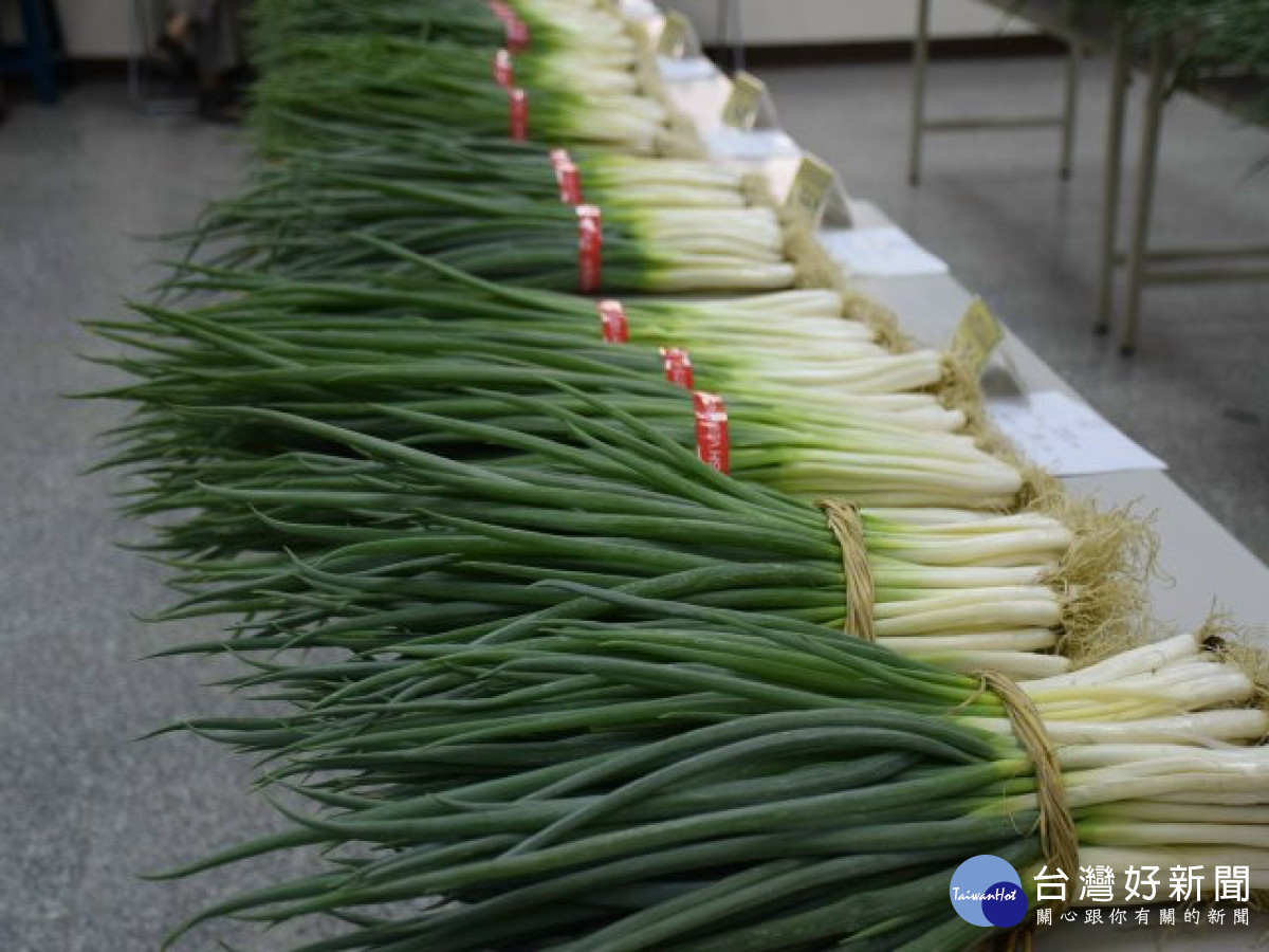 大安農會輔導農民種植青蔥　製作生產履歷認證