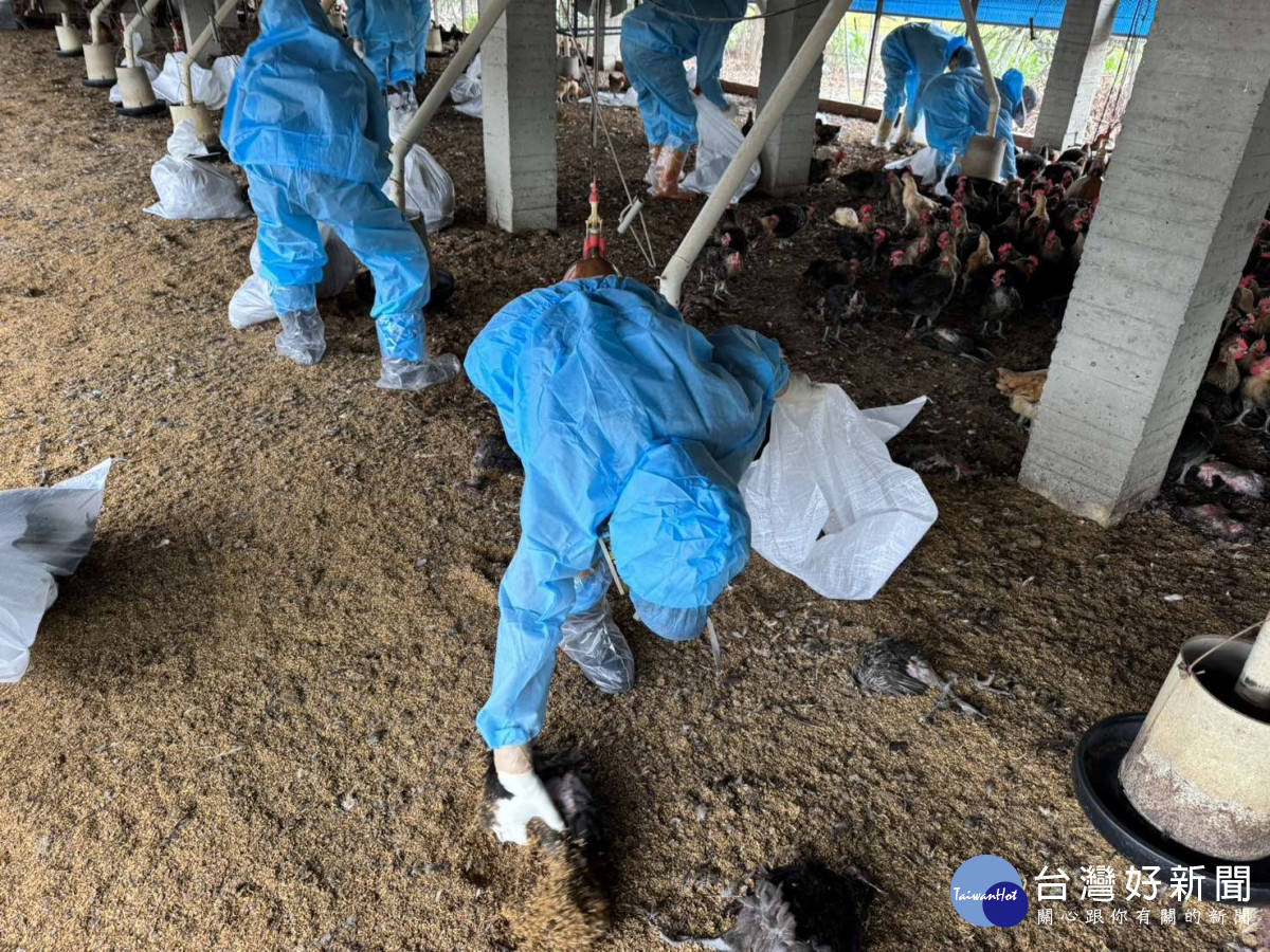今(7)日東勢鄉1土雞場（主動通報）確診H5N1亞型高病原性禽流感，依標準作業程序，執行撲殺銷毀5,375隻家禽／林詩涵翻攝