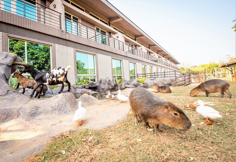 小島巡禮體驗，拜訪多種超萌動物明星共生的友善棲息地。