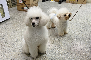 天氣突然變冷時小型犬要注意心臟病、咳嗽、氣喘等問題。（弘光科大提供）