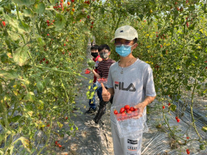 瑞城國小四健推廣教育你農我農作業組3/13在瑞風無毒農場舉行研習活動，四健會員們也實際下田採小蕃茄。(圖/大里區農會)