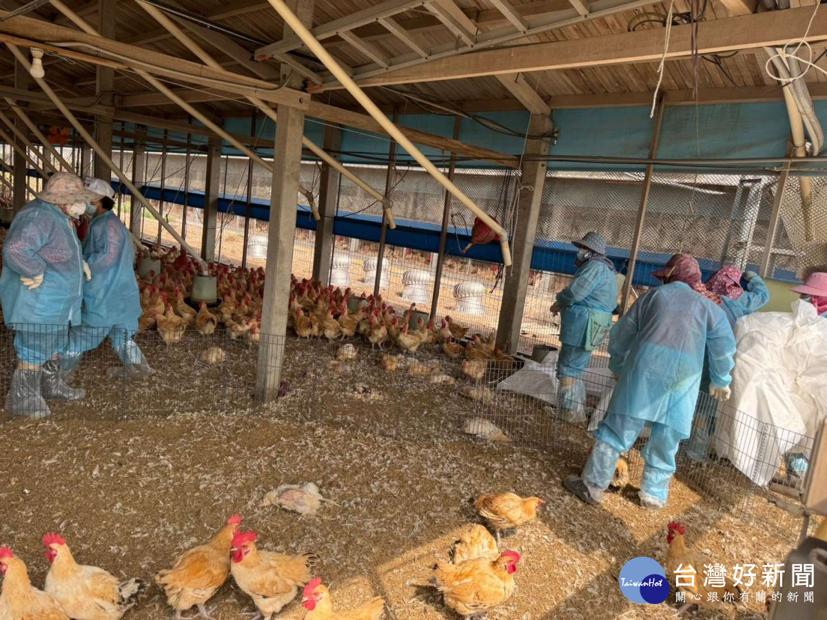雲林莿桐土雞場確診禽流感　撲殺逾2.3萬雞隻