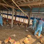 雲林縣莿桐鄉某土雞場確診H5N1亞型高病原性禽流感／翻攝照片