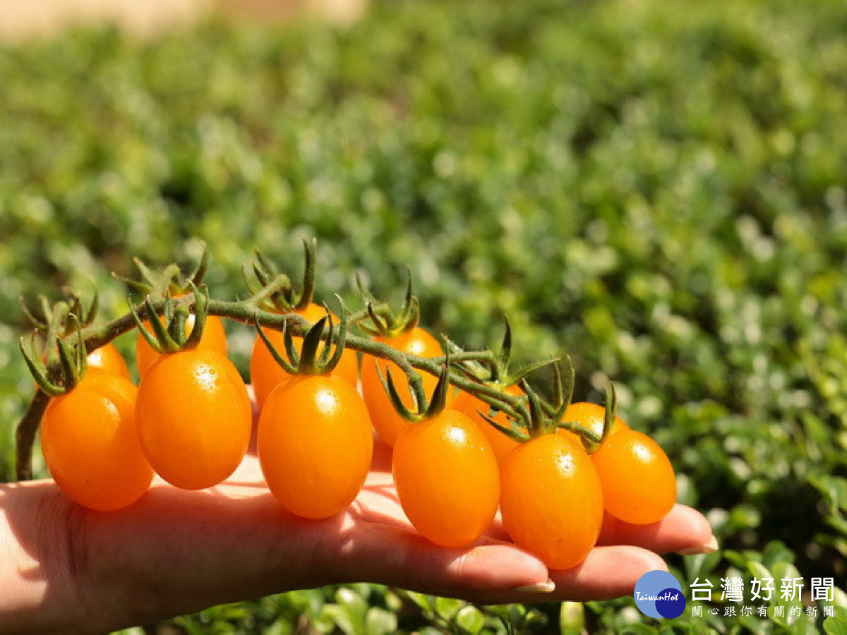 新品種糖馨番茄發表　金光閃閃風味多汁馨甜