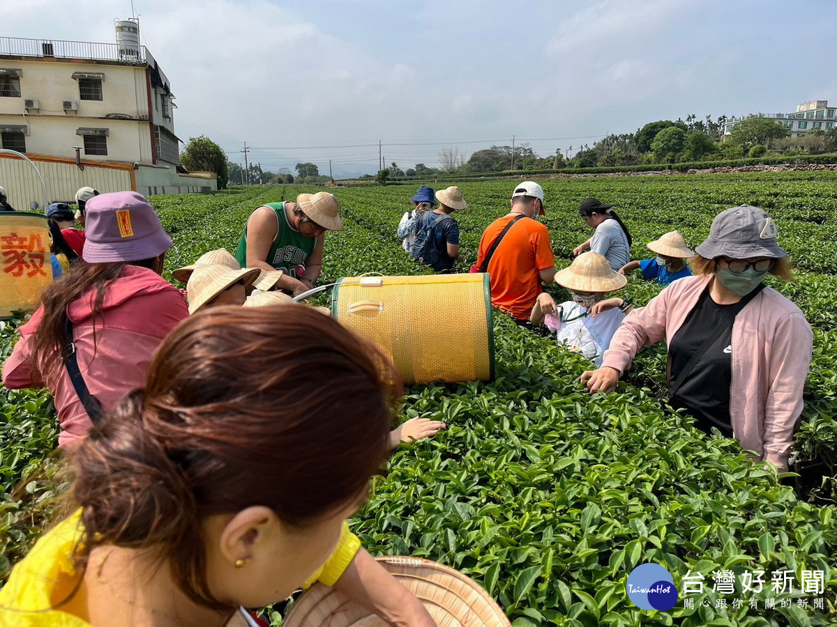 探索茶香世界親子農樂會　竹山兒童月暢遊茶園體驗之旅