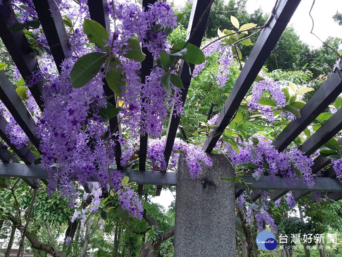 大安森林公園錫葉藤滿開　紫瀑花廊向您招手