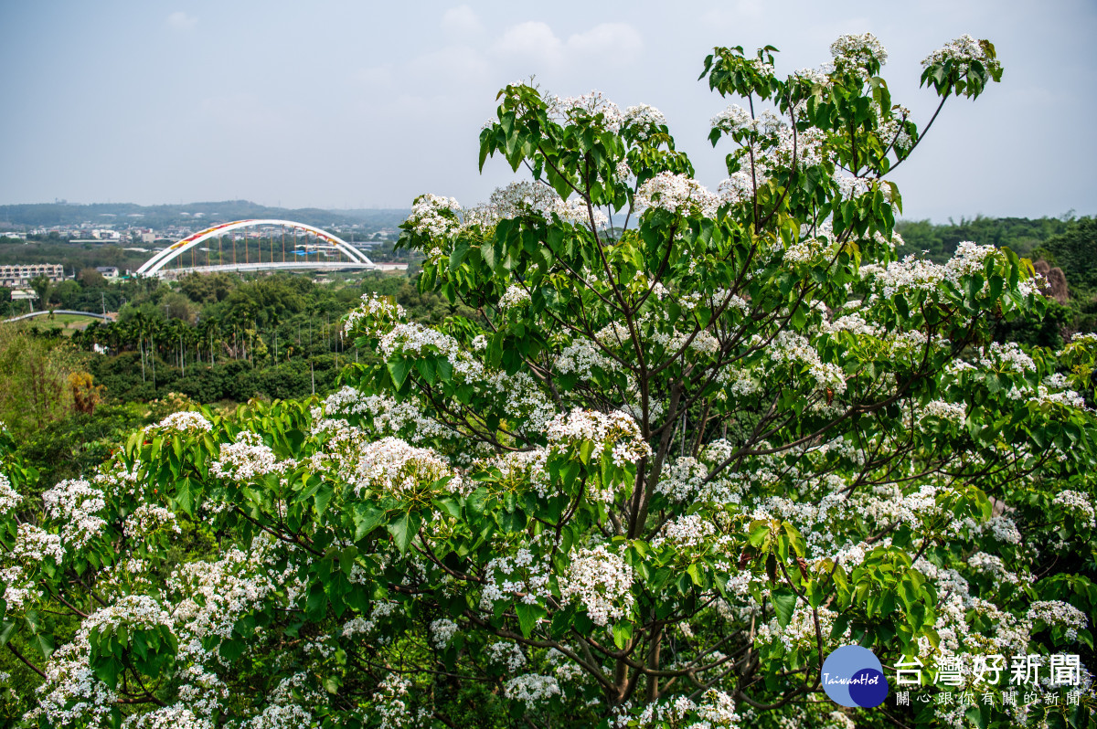 圓林仔社區是臺灣中南部最早孕育油桐花並成功開花的區域，10多年來持續生態保育工作／嘉義市府提供