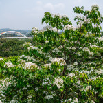 圓林仔社區是臺灣中南部最早孕育油桐花並成功開花的區域，10多年來持續生態保育工作／嘉義市府提供