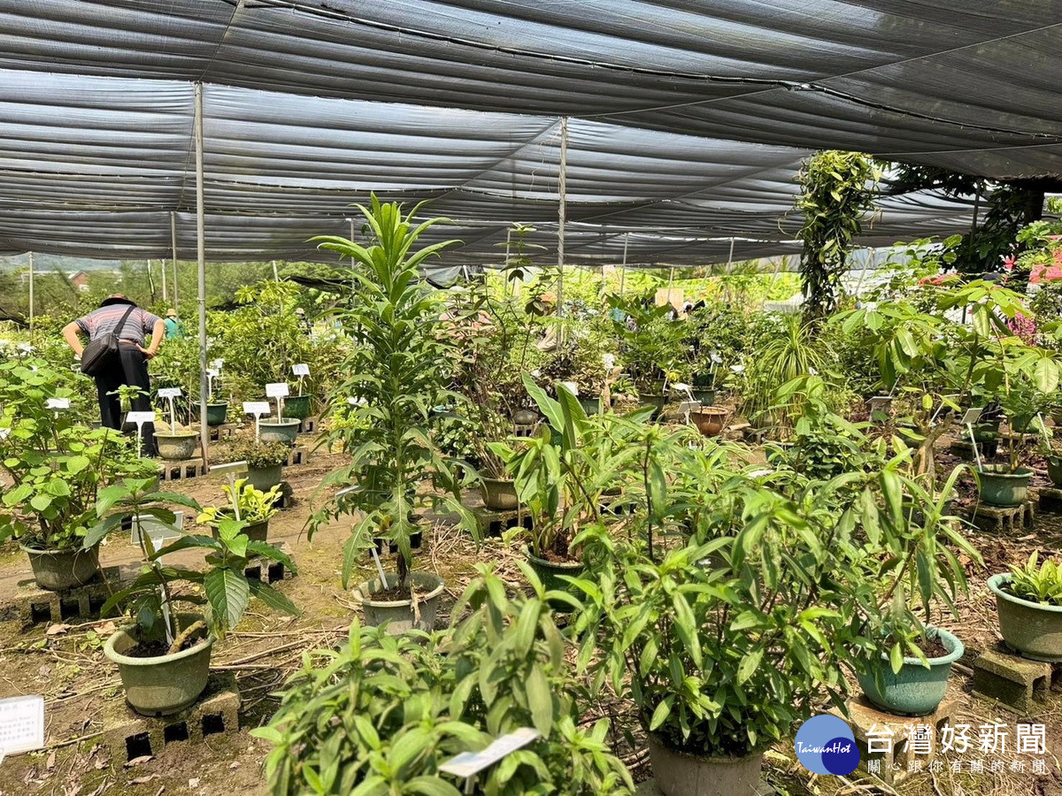 藥用植物展內有1700多種藥草植物。（竹山鎮公所提供）