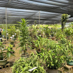 藥用植物展內有1700多種藥草植物。（竹山鎮公所提供）