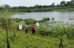 嘉義縣中埔鄉公館滯洪池疑發現鱷魚蹤跡，縣府緊急派員巡查／嘉義縣府提供