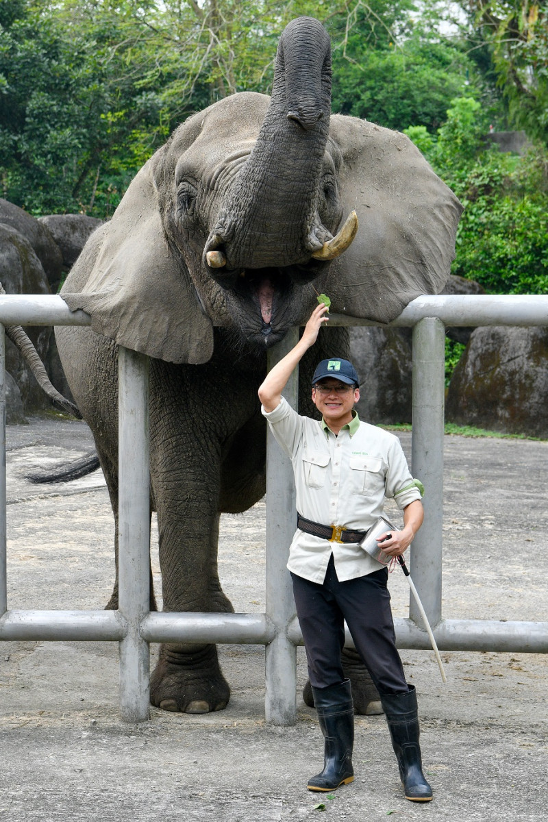 資深保育員林忠平與非洲象「千惠」互動。（攝影／李智為）