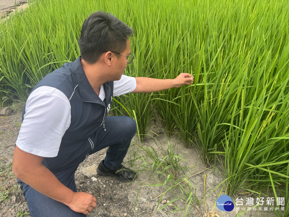 議員楊大鋐說，西南屯也位於灌溉溝渠「水尾」末端，現在稻田雖綠油油的，但泥土乾涸，馬上要抽穗了，吃不到水就會影響收成。