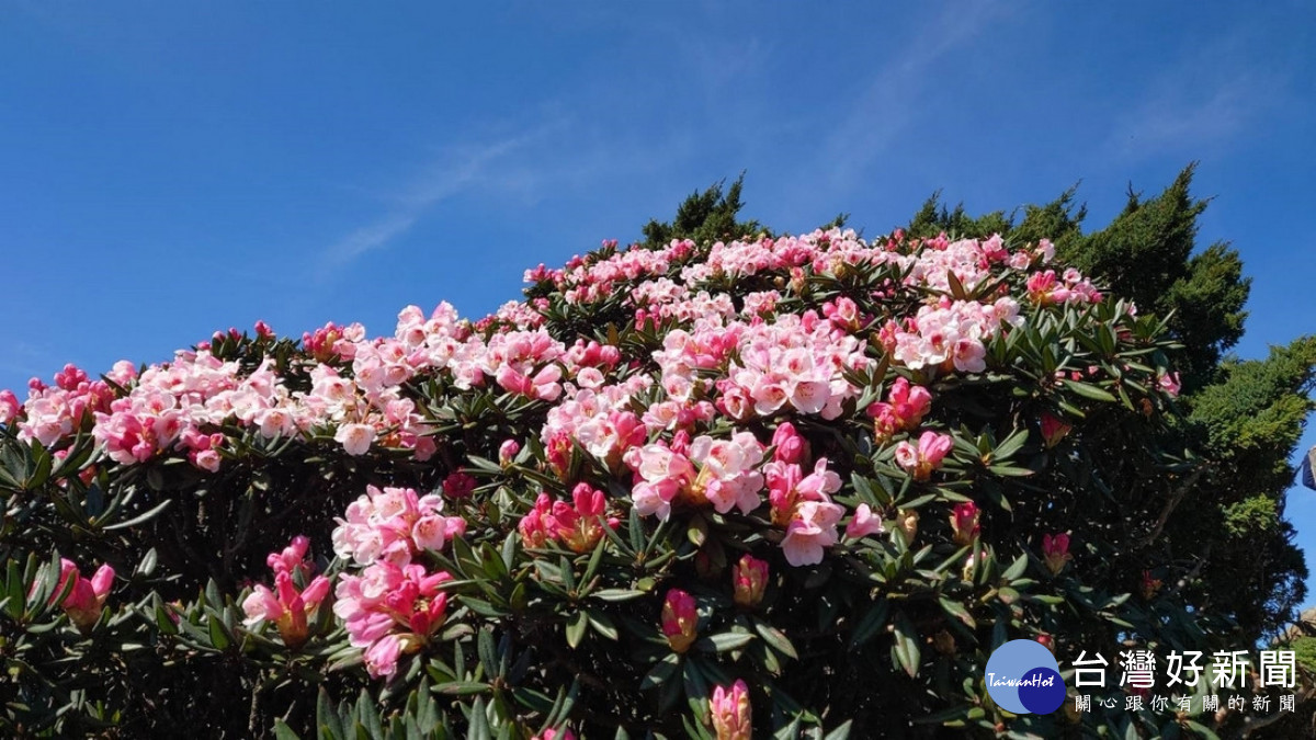 杜鵑花盛開。（圖/南投分署提供）